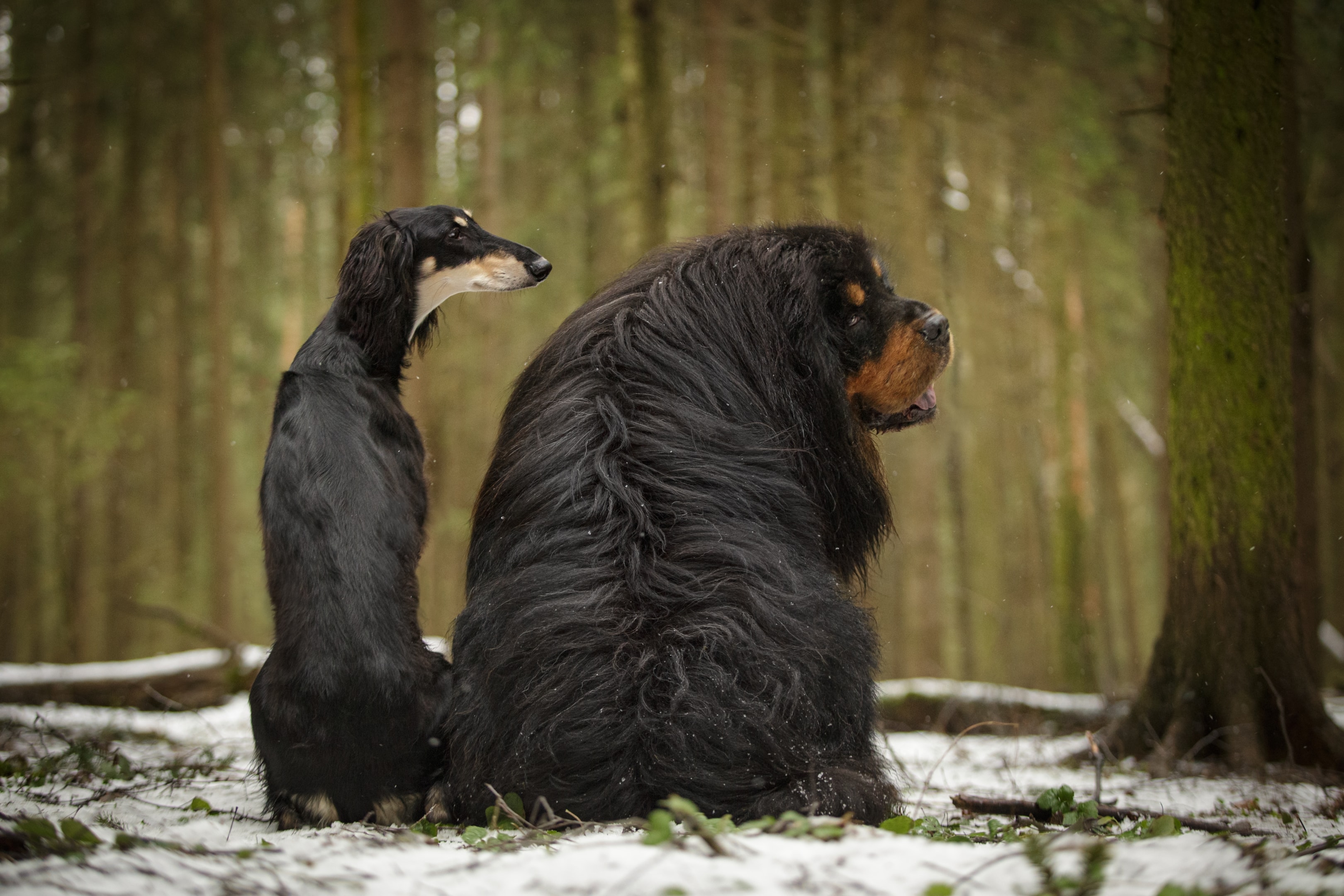 A Saluki dog sitting next to a large Mastiff