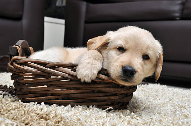 how much are english cream golden retriever puppies