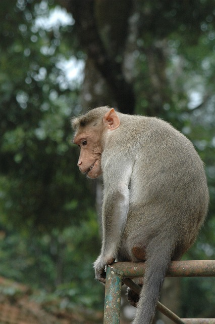 rhesus macaques, monkeys in florida, wildlife ecology