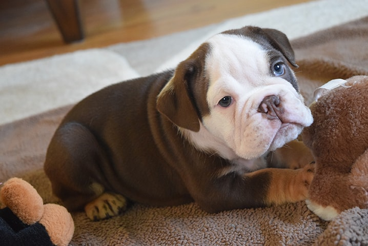 Chocolate English bulldog