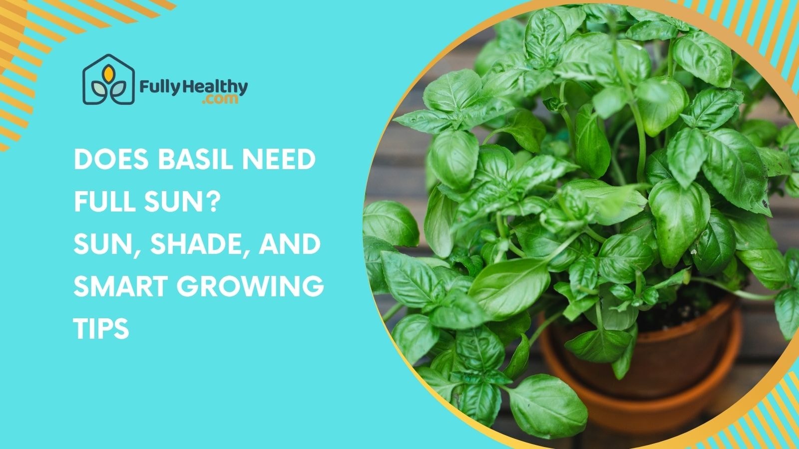 Does Basil Need Full Sun? Sun, Shade, and Smart Growing Tips