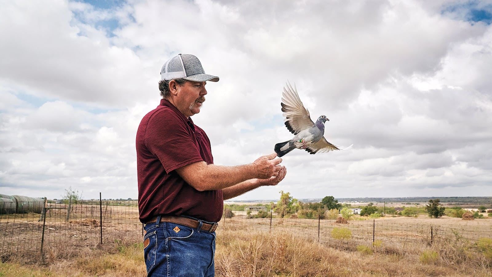 Mastery of Pigeon Trapping Expert Techniques & Tips