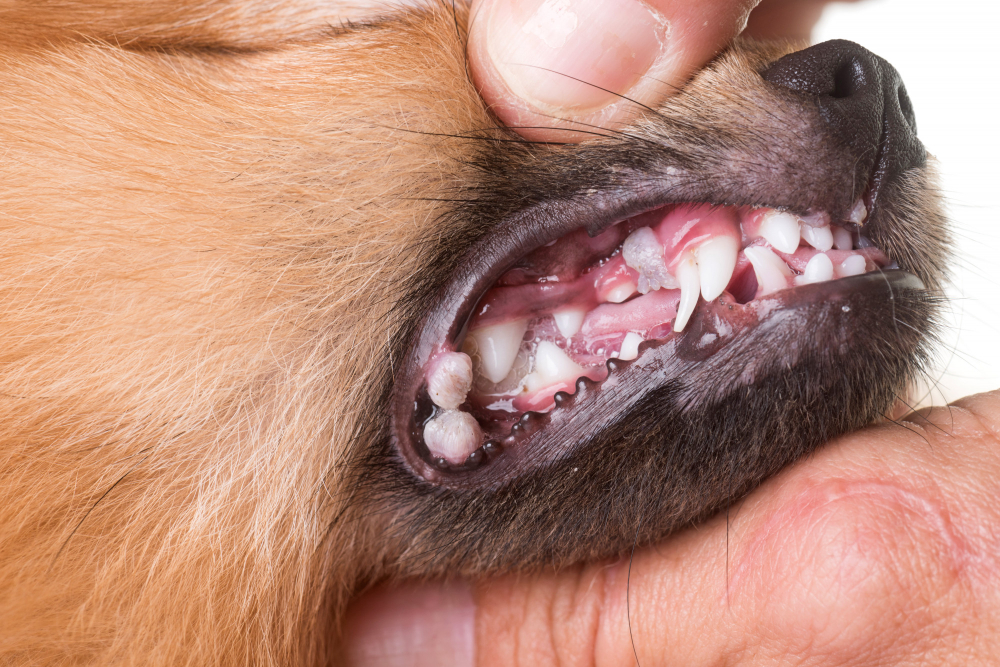 what color should a puppies gums be