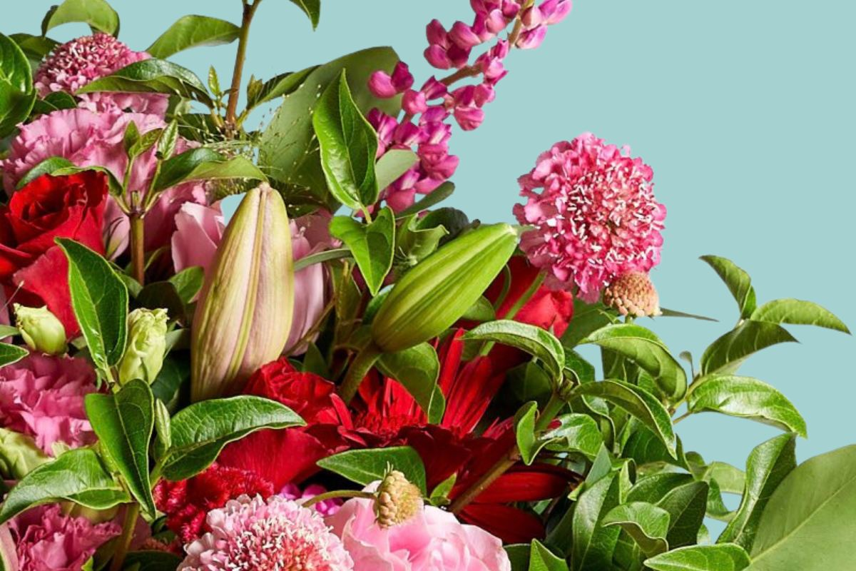 blooms with hamper, order from our range online, including hampers and plants from our expert florists
