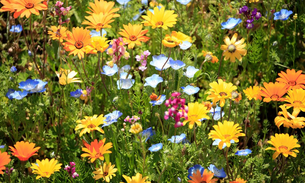 Plant Bedding Plants