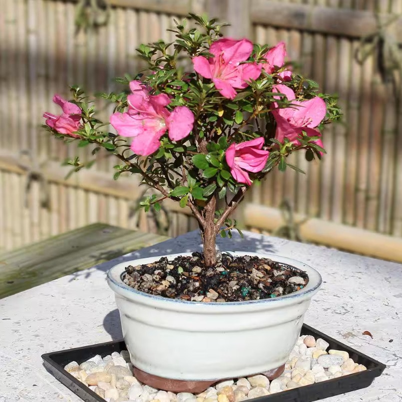 Brussel's Bonsai Live Satsuki Azalea Bonsai Tree