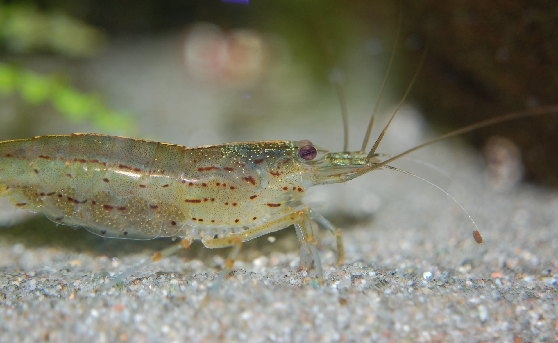 a shrimp on the sand