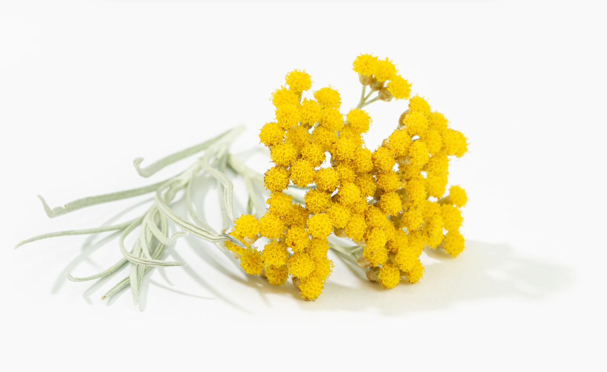 Golden helichrysum flowers on white background
