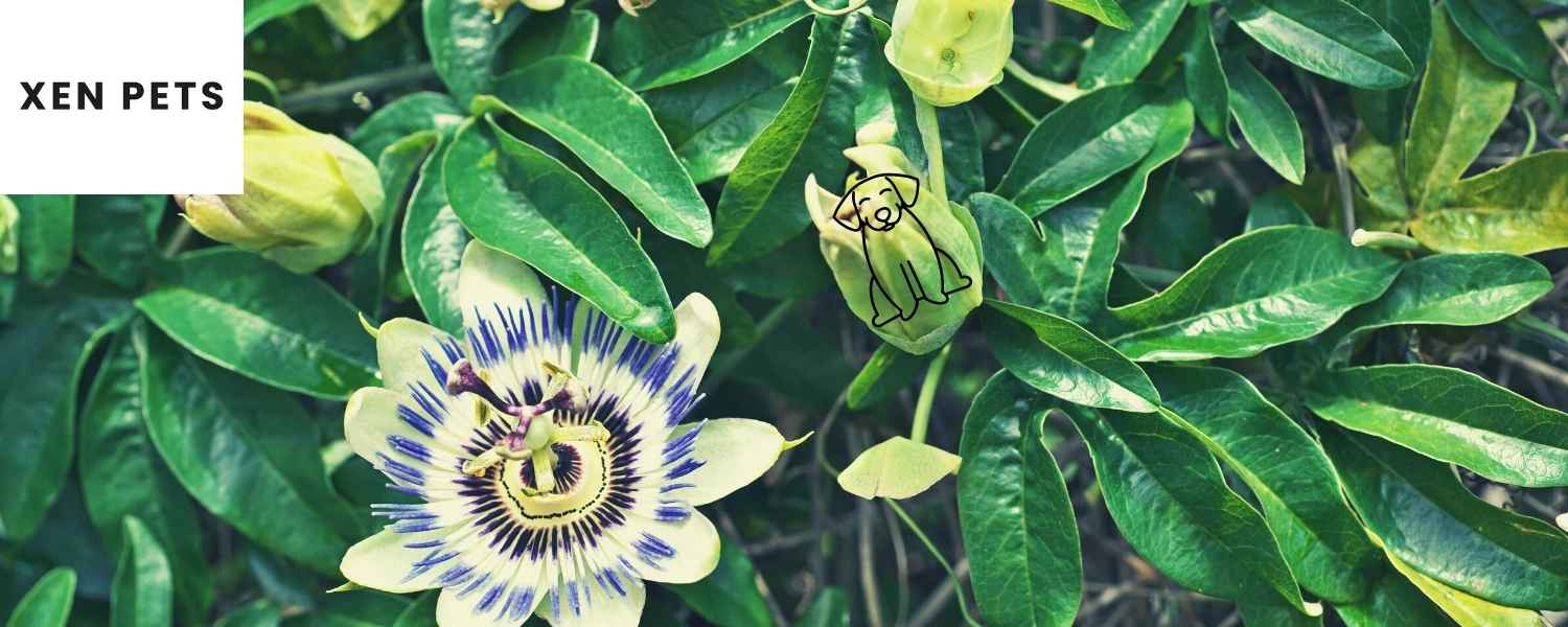 passion flower - Included in a calming dog treat