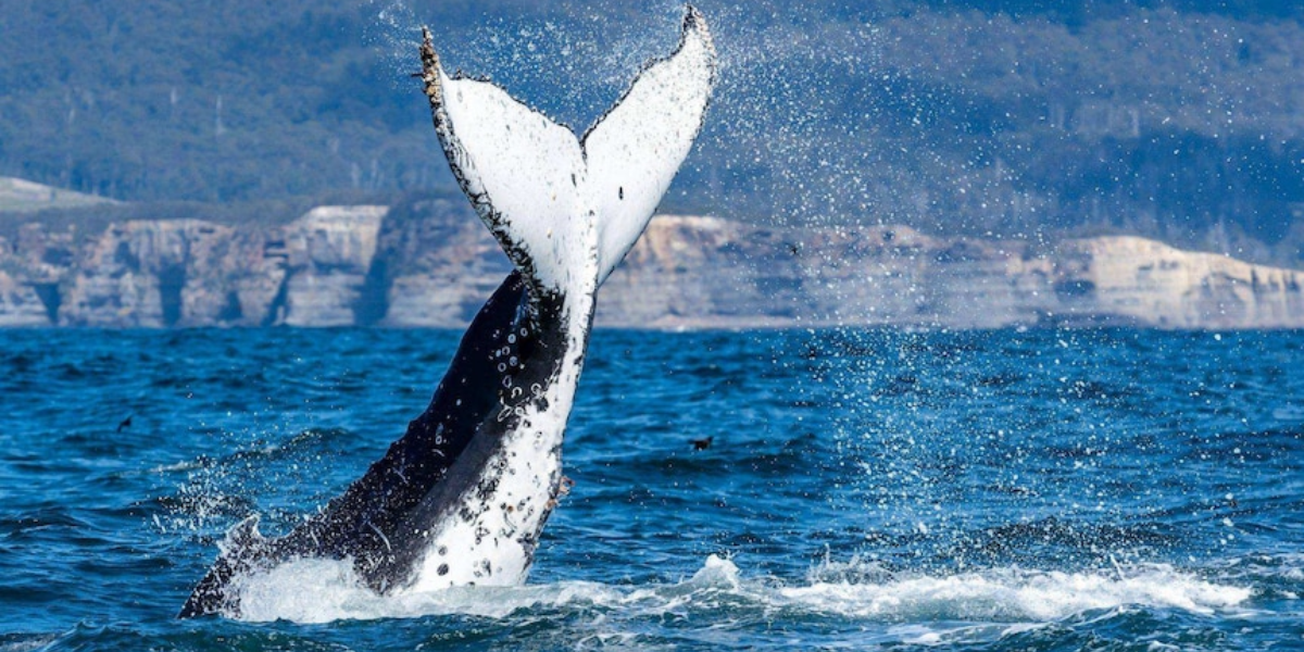 interesting animals in tasmania