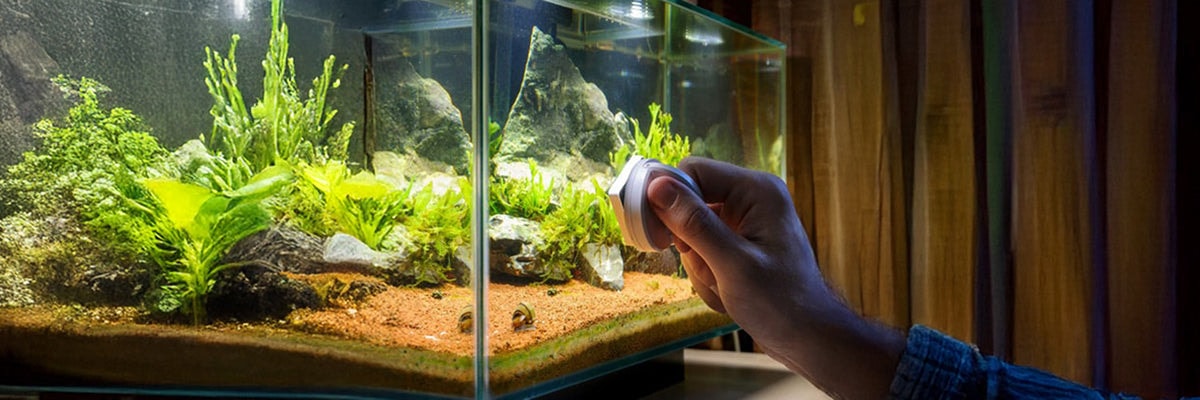 Consistent maintennce can help you esnure aquarium balance