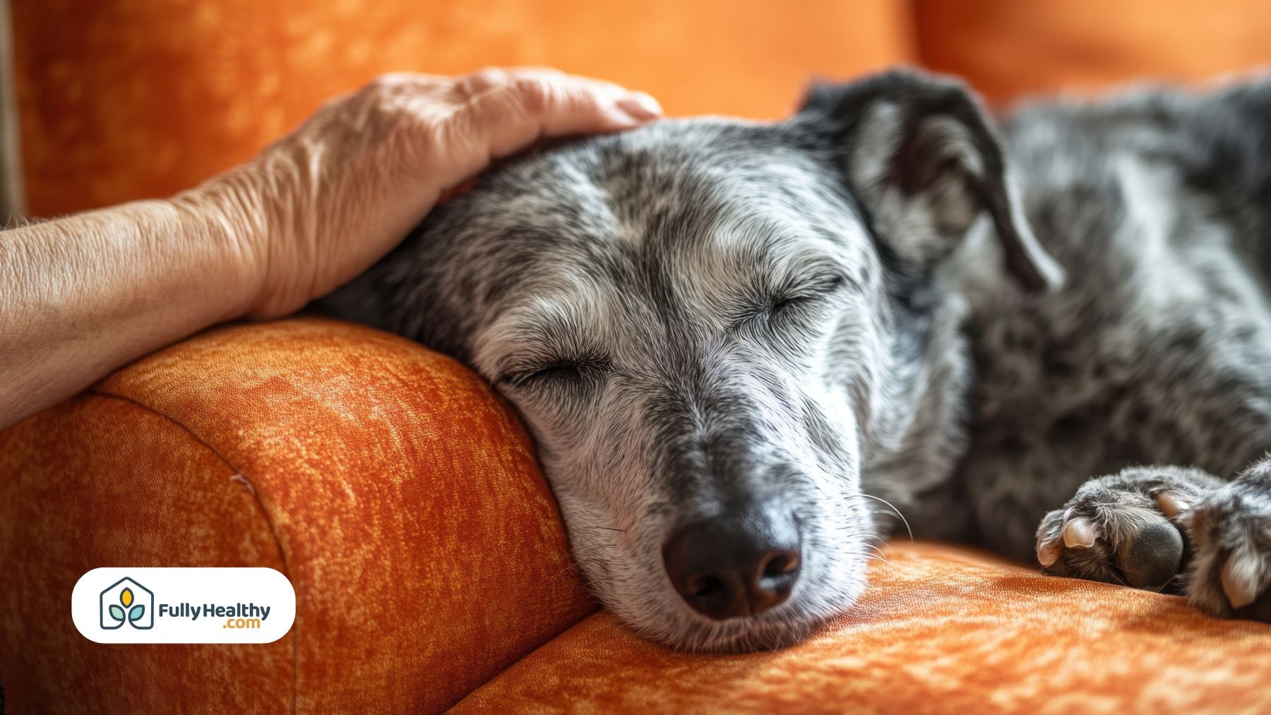 Older dog relaxing on an orange couch, calm and content after a stress-free meal