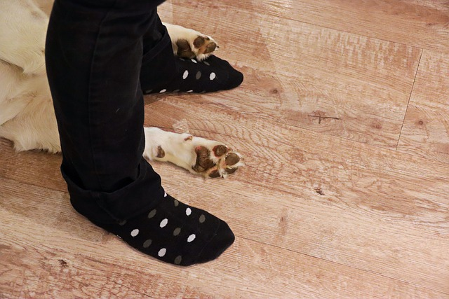 paw, dog, socks