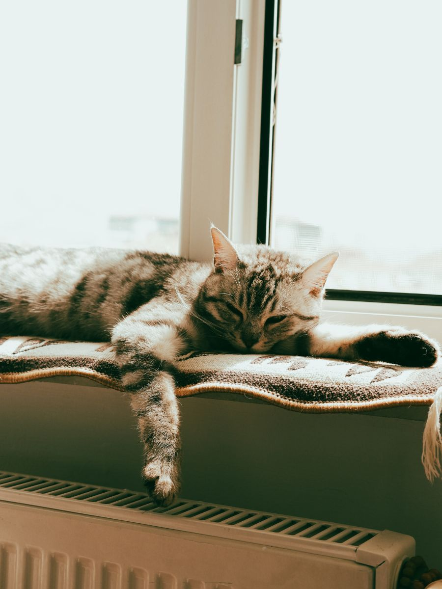 Kitty resting in a cushioned window seat