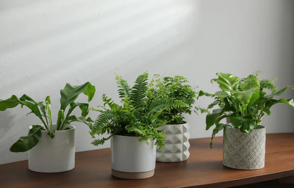 Additional Tips for Fern Enthusiasts