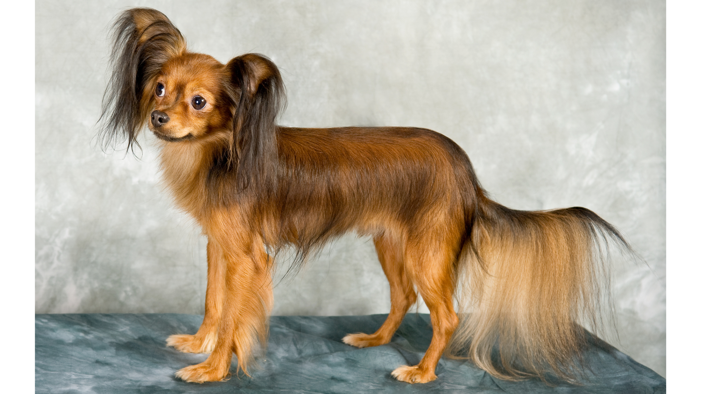 A long haired Toy Russian Terrier