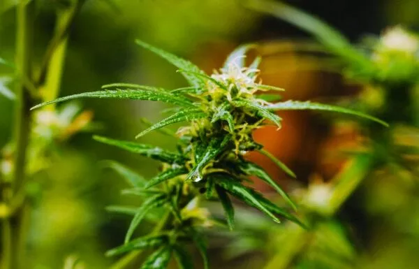 Male cannabis plant