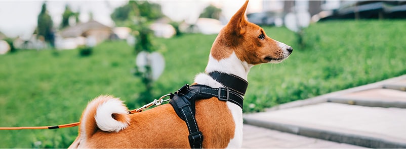  Leash Training Essentials