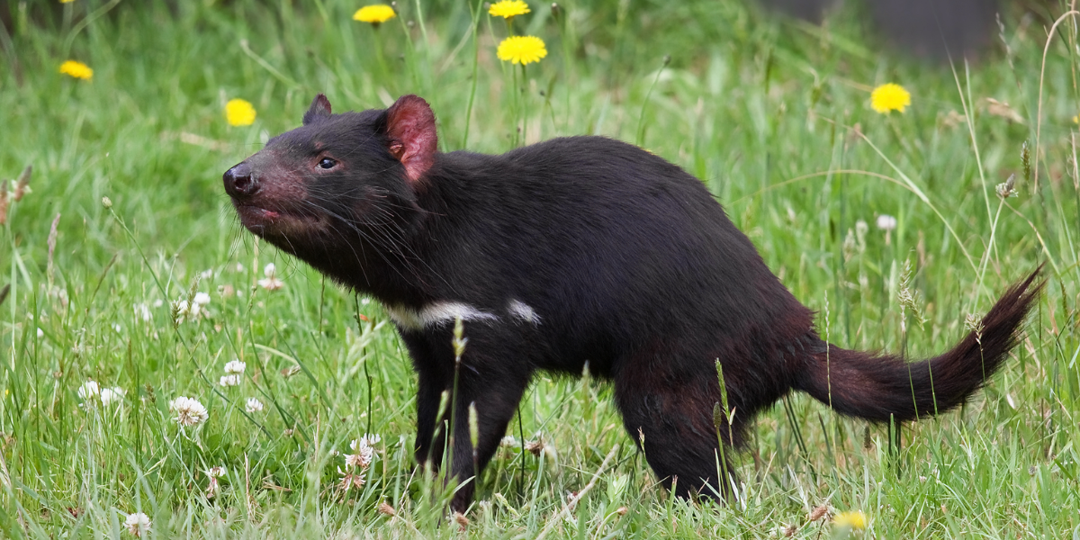 interesting animals in tasmania