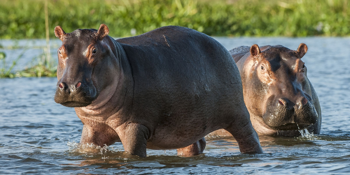 interesting animals in zambia