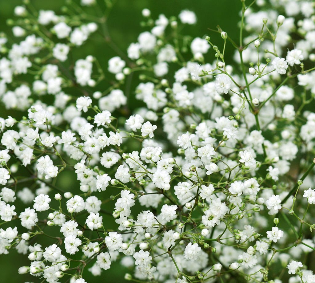 Gypsophila