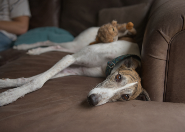 12 Best Medium Sized Dog Breeds For Apartment Living (2024)