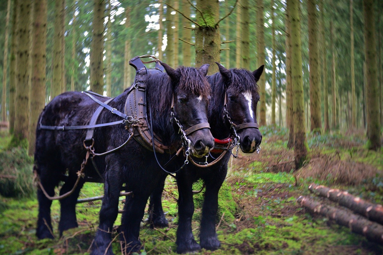 Two large dark draft horses in a forest. 