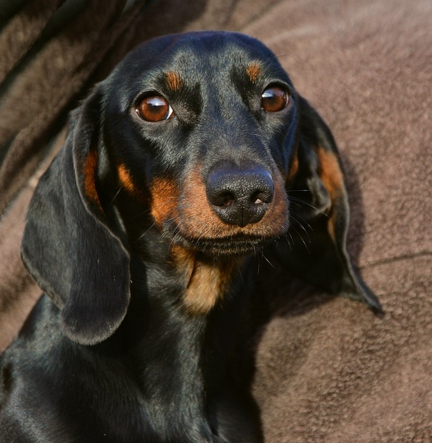 dachshund, animal portrait, dog