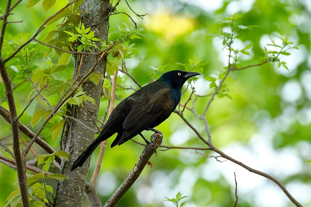 common grackle, bird, perched