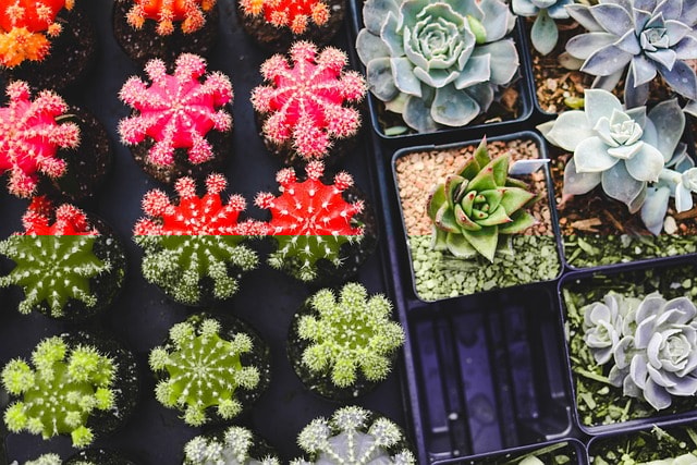 cacti, plants, succulents, pots, potted plants, garden, gardening, succulent plants, flora, botany, nature, succulents, succulents, succulents, succulents, succulents, gardening, gardening, gardening, gardening, succulent plants