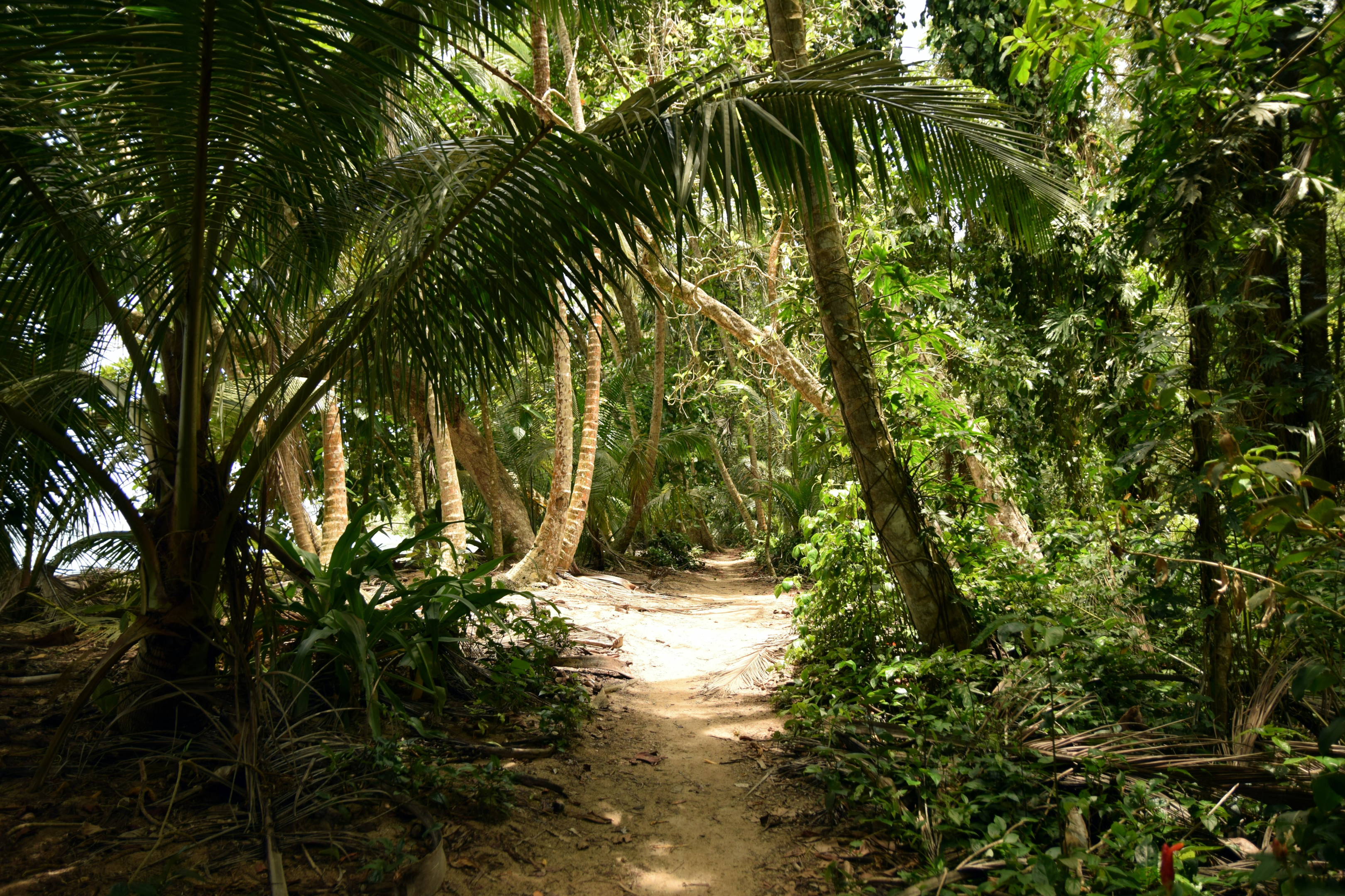 A hiking path in Tortuguero National Park in Costa Rica