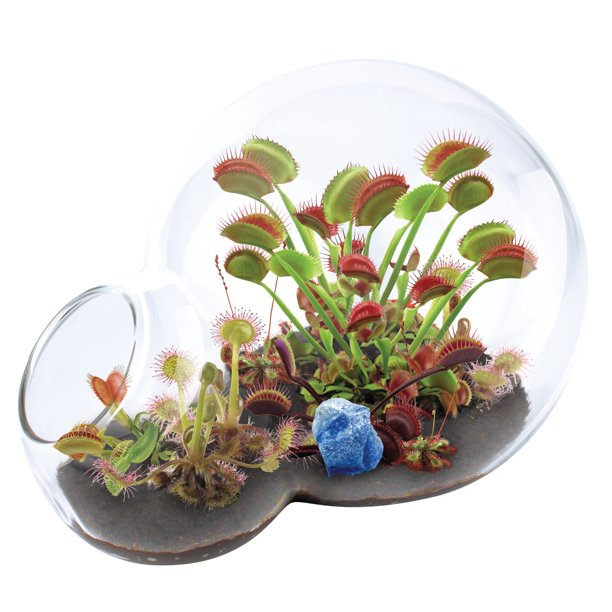 Plant in open terrarium (glass jar) on direct light