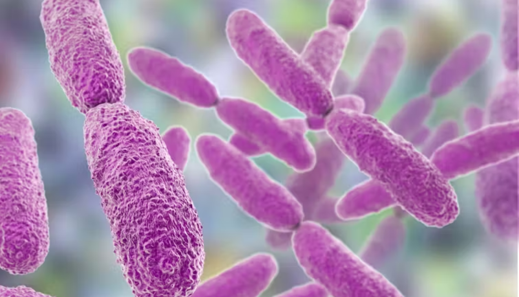 Mikroskopisk bilde av lilla bakterier, muligens Klebsiella.