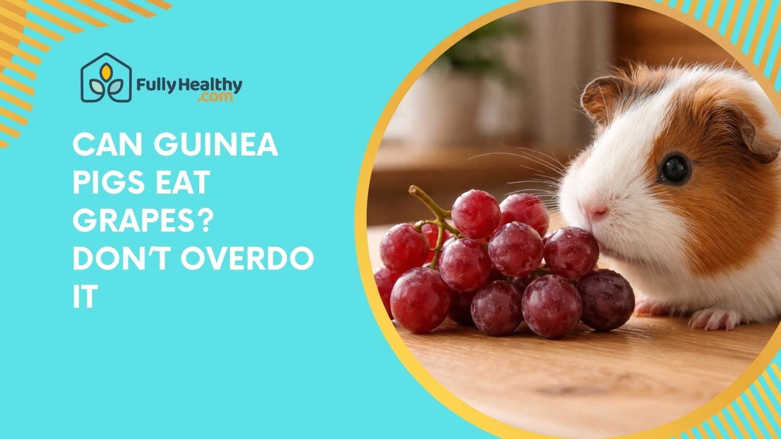 Can Guinea Pigs Eat Grapes? Don’t Overdo It