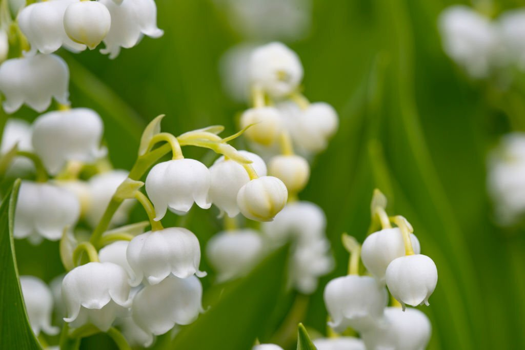 Lily of the Valley