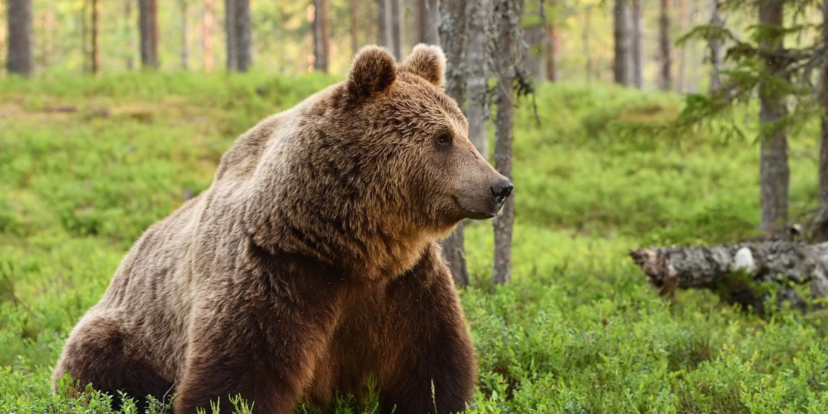 interesting animals in georgia