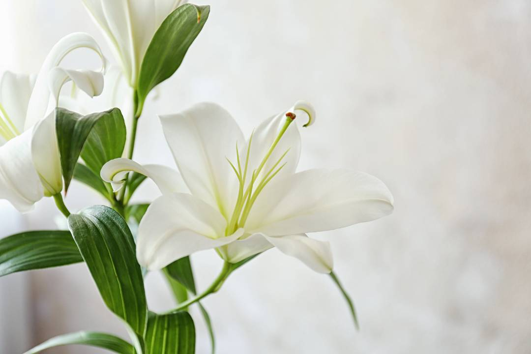 Trumpet hybrids, enchantment lily from Flower Guy