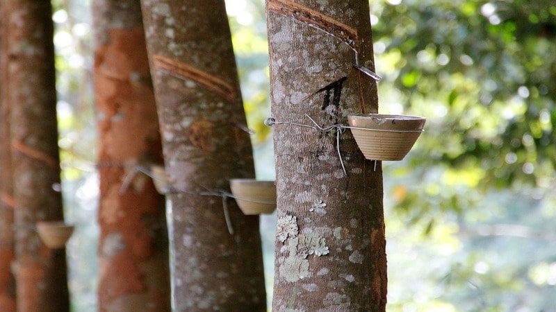 Natural rubber tree