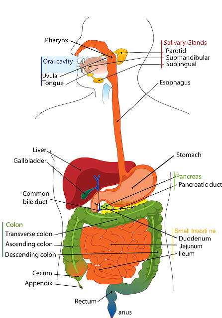 An illustration of the human body with digestive organs labeled with appropriate text described below.