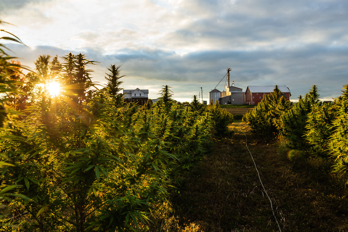 Special Forces Teams specialize in unconventional warfare. Hemp is the new unconventional crop in agriculture.