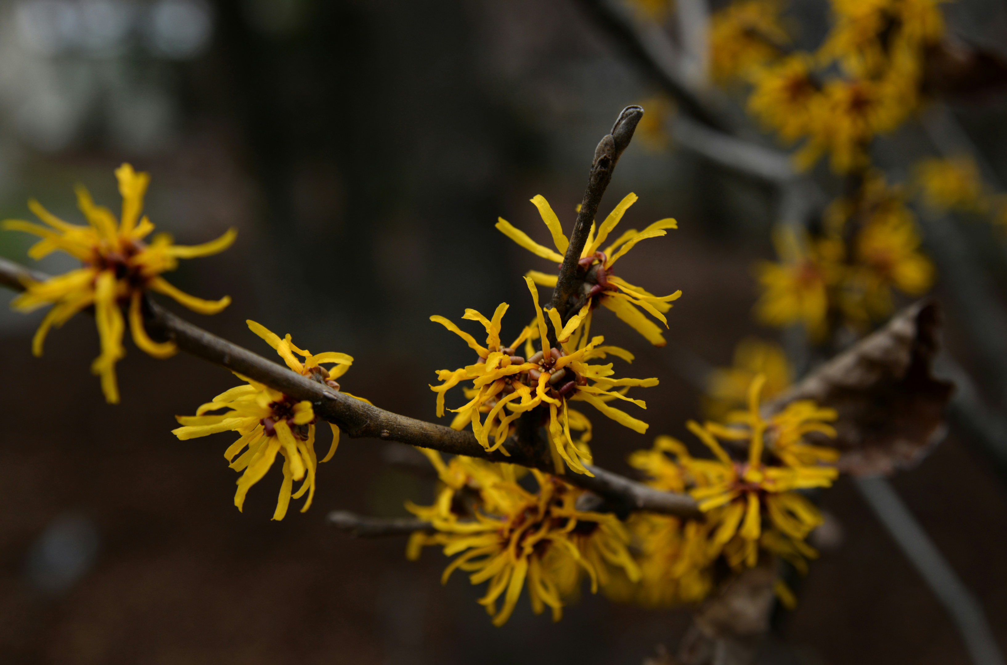 witch hazel herb, part of natural skin care.