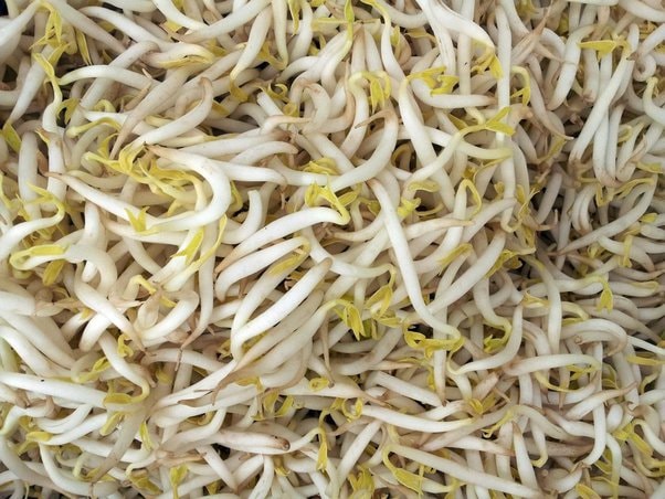 Can Bean Sprouts Be Eaten Raw