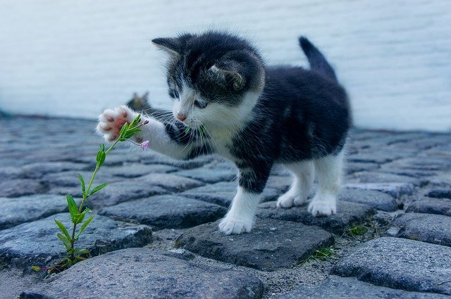Small animal essentials - all needs for pets