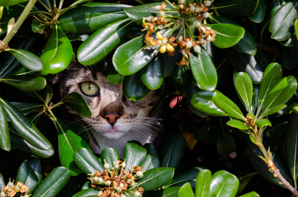 Keep cats outlet from eating plants