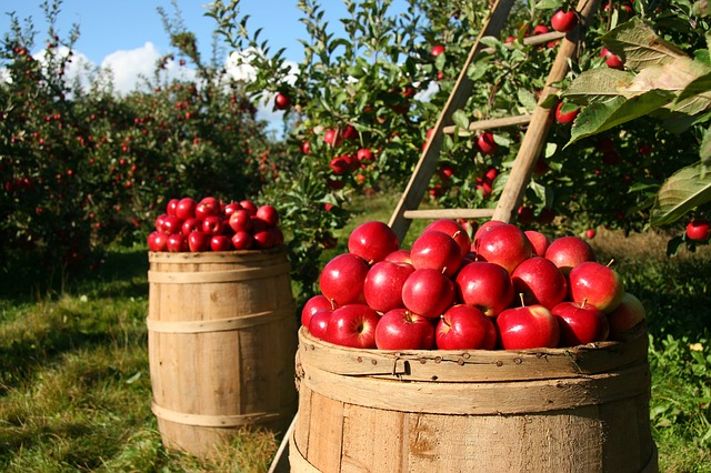 apples, fruits, orchard