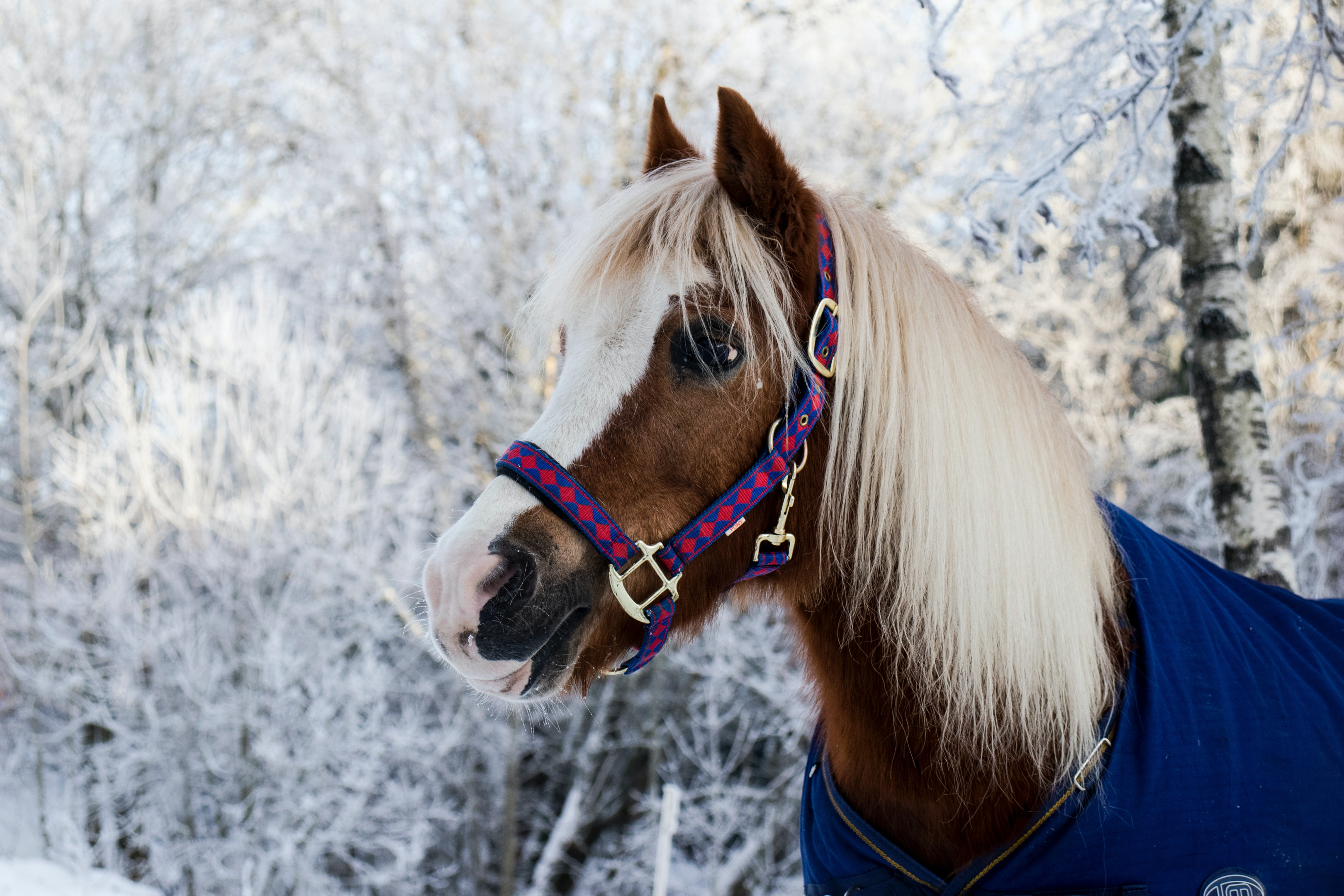 horse wearing waterproof blanket