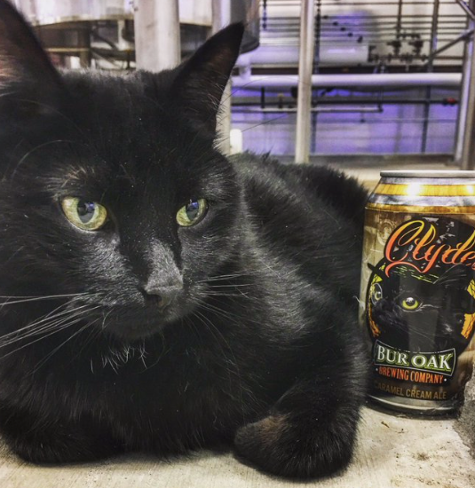 Clyde the cat next to his eponymous beer symbolizing how social media posts and a unique visual identity contribute to a unique selling proposition