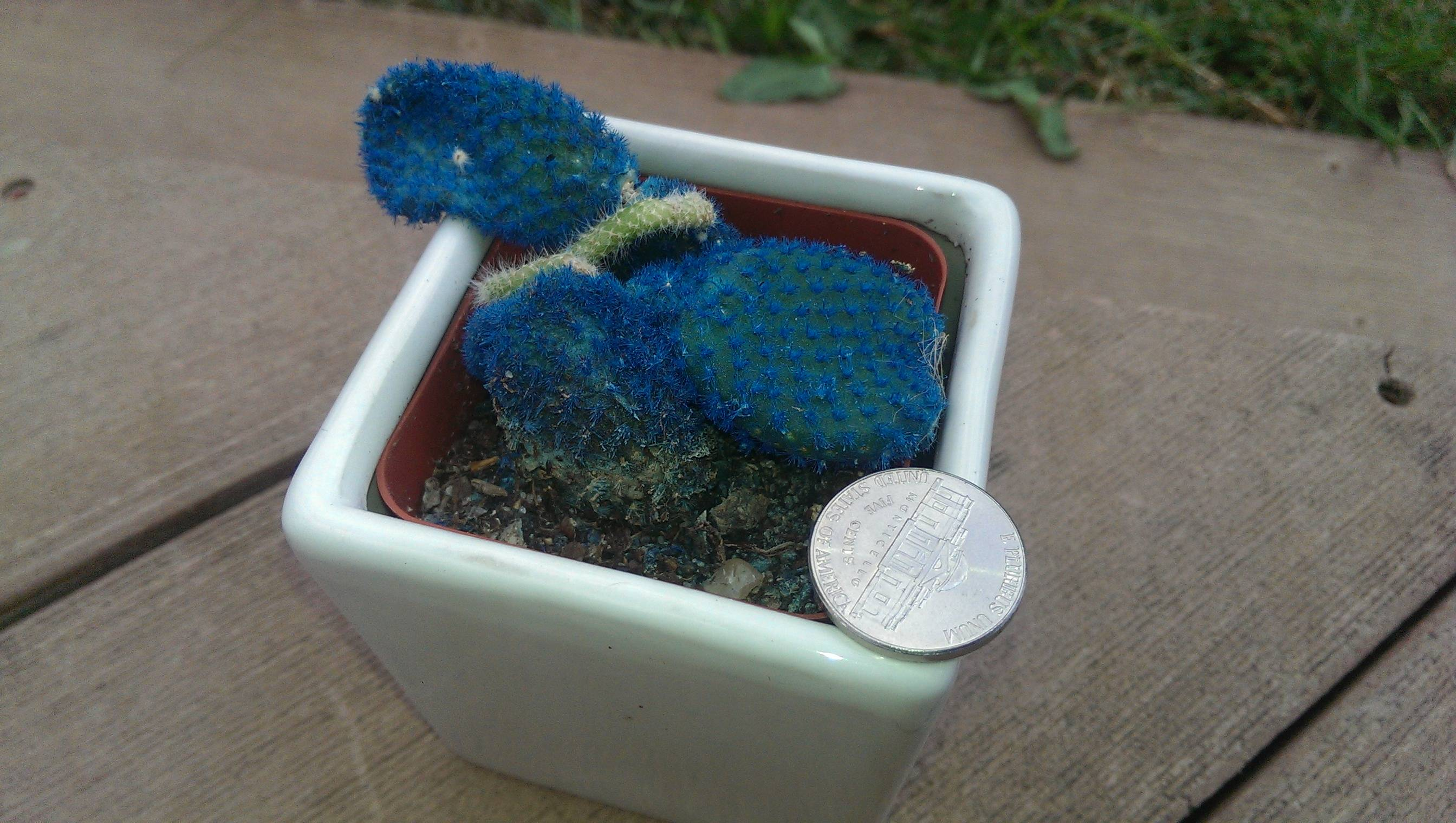 pest and diseases, cacti