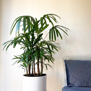 indoor palms, indoor plant