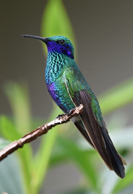 hummingbird, bird, perched